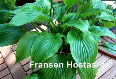 Hosta The Shire